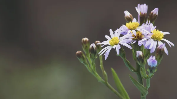 Tripolium pannonicum çiçek çiçek çiçek. Bitki aynı zamanda deniz aster veya deniz kıyısı aster adı verilir. Sığ derinlik-in tarla.