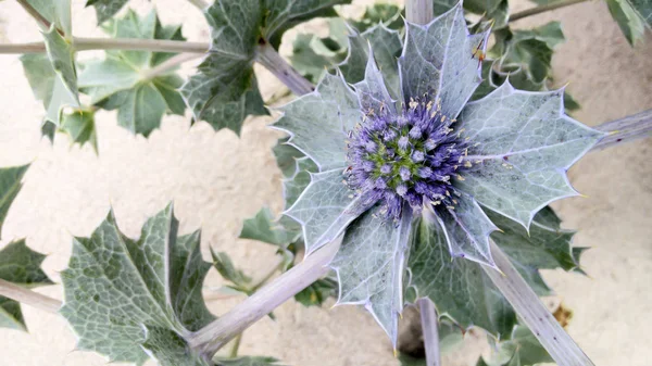 Yatay üstten görünüm fotoğraf kum deniz Holly bitki ve çiçek tomurcuğunun öğretisi. Olarak da bilinen sahil eryngo veya eryngium maritimum.