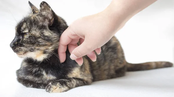 Nonchalant senior tortoiseshell cat being petted by female hand. Woman petting disinterested cat looking away. — Stock Photo, Image