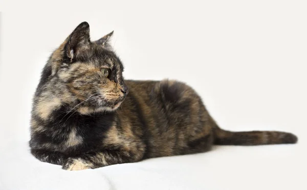 Senior tortoiseshell cat lying down and looking attentively to the right. Isolated cat in white background. — Stock Photo, Image
