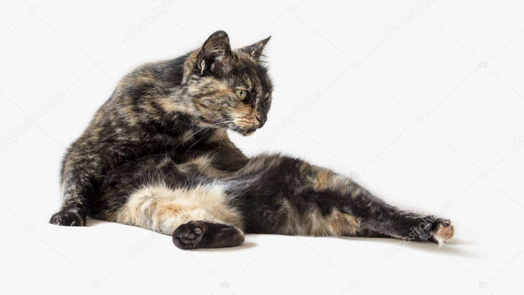 Funny tortoiseshell cat in silly pose looking at something outside view. Contortionist cat isolated in white background.