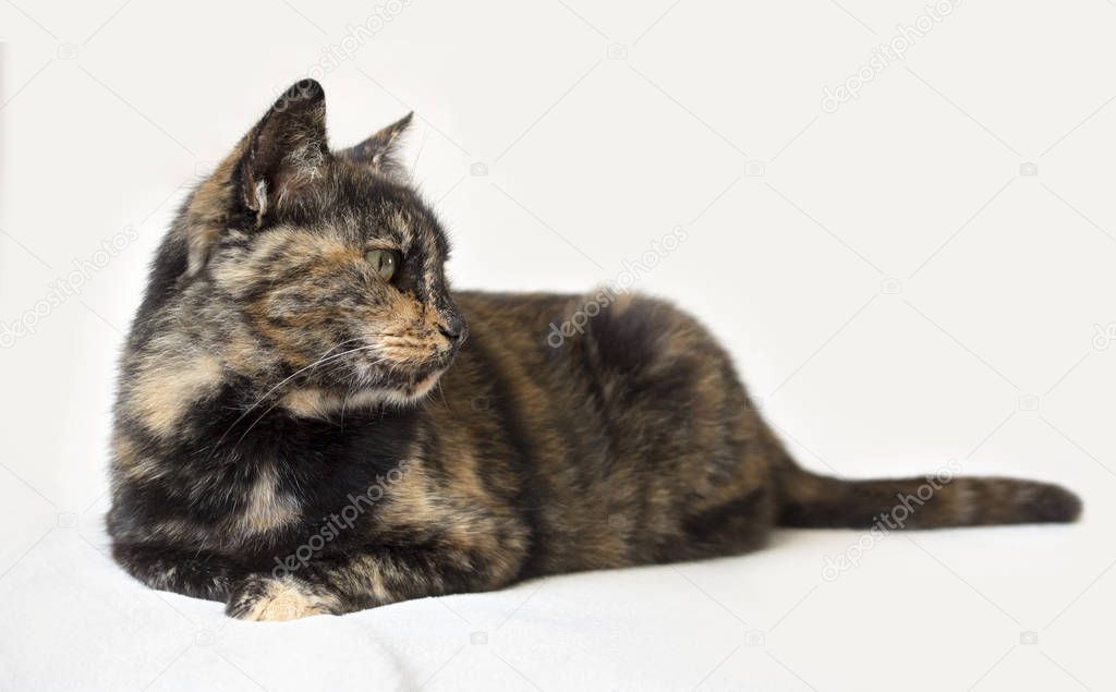 Senior tortoiseshell cat lying down and looking attentively to the right. Isolated cat in white background.