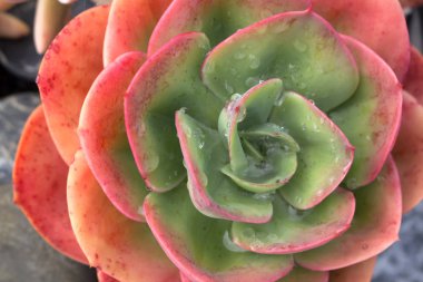 Üstten görünüm bitkinin su damlaları ve çiğ kaplı güzel Echeveria mavi gökyüzü sulu kaktüs, kapat.