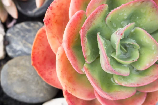 Macro de hermosa planta de cactus suculento Echeveria Blue Sky, cubierto de gotas de agua y rocío de la mañana . — Foto de Stock