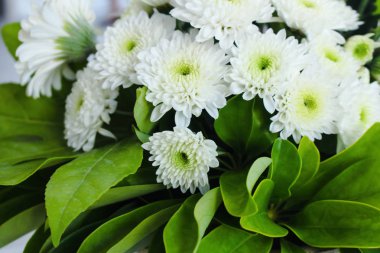 Makro güzel beyaz kasımpatı çiçekleri yeşil yaprakları ile tam Bloom. Anneler veya chrysanths olarak da bilinir.