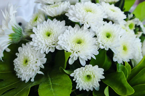 Beautiful simple bouquet of white chrysanthemum flowers in full bloom, with green leaves. Also called mums or chrysanths