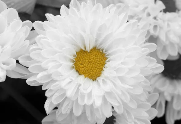 Makro Beyaz Krizantem çiçek şeklinde kalp merkezi ile tam Bloom. Romantik arka plan ve sevgi kavramı.