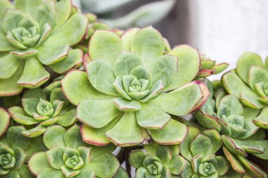 Makro Crassulaceae aileden pürüzlü kenarları ile sulu Echeveria bitkinin. Bir gül gibi şeklinde etli bitki.