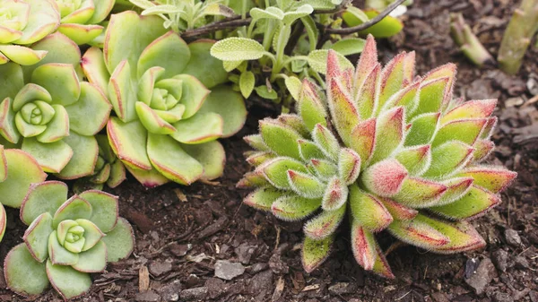 Close up of several different types of succulent plants, including Echeveria, in dry soil. Drought resistant plants.