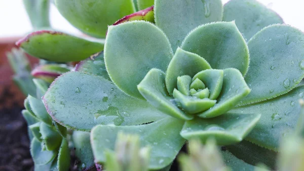 Macro of succulent Echeveria plant with jagged edges. Succulent shaped like a rose with morning dew and water drops.