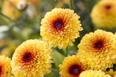 Lolipop sarı kasımpatı çiçekleri su ile tam Bloom çiğ Merkezi'nden geliyor. Bulanık arka plan.