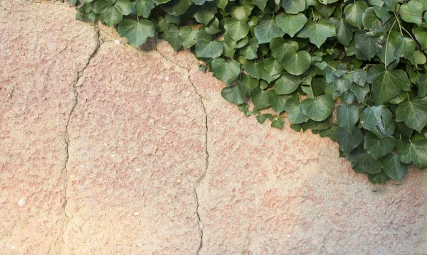 质朴和裂开的墙壁一半覆盖着共同的常春藤。也被称为赫德拉螺旋, 英语或欧洲常春藤。具有复制空间 — 图库照片