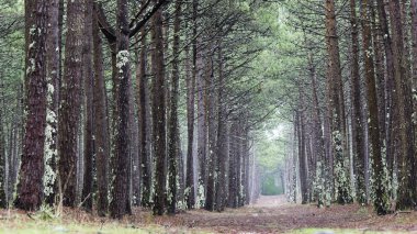Ağaçların arasında yalnızlık için büyülü yol. Güzel çam ağaçlarının yaprakları sonbaharda olmadan. Kopya alanı ile.