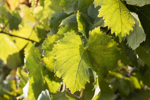 Zbliżenie na żółte liście z łożyska winogron winorośli na jasny, słoneczny dzień jesieni. — Zdjęcie stockowe