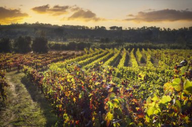 İle bağ plantasyon kuru, sarı ile üzerinde dramatik gökyüzü günbatımı bırakır. Güzel arka plan kopya alanı ile.