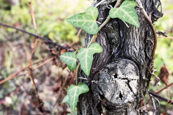 Makro ortak Ivy üzüm taşıyan asma eski sandık üzerinde büyüyen. Olarak da bilinen Hedera helix, İngilizce veya Avrupa Ivy. — Stok fotoğraf