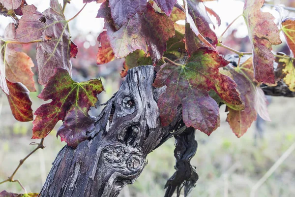 乾燥した赤い葉を乾燥し、古いブドウ軸受つるトランクのクローズ アップ。ワインの収穫の季節の終わり. — ストック写真