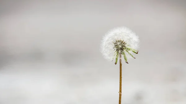 Close up of a single, perfect dandelion in full bloom against a bright and blurred background. — Stock Photo, Image