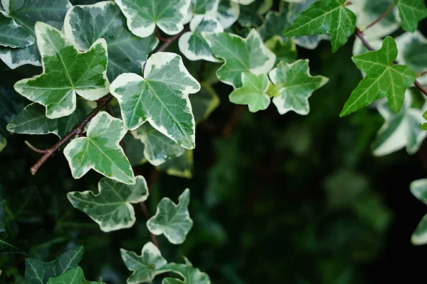 Makro ortak Ivy güzel, yemyeşil yeşil yaprağı. Bulanık arka plan ve kopya ile kullanılabilir alan.