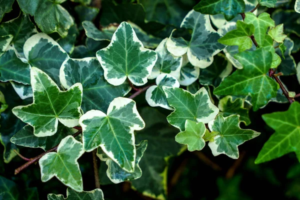 Makro ortak Ivy güzel, yemyeşil yeşil yaprağı. Olarak da bilinen Hedera helix, İngilizce sarmaşık veya Avrupa Ivy.