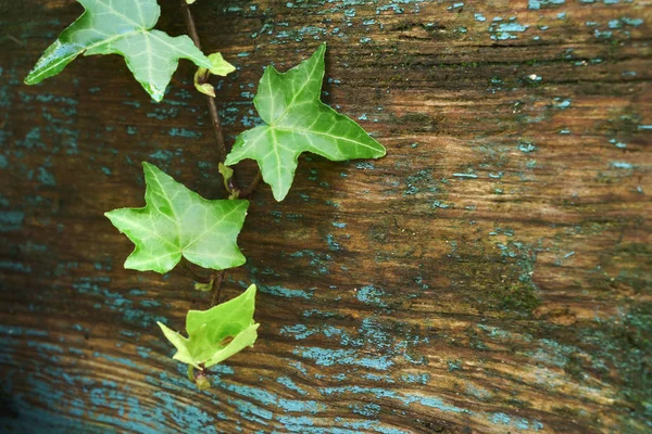 Macro of Common Ivy leaves resting on weathered and damaged wood. With copy space. Stock Picture