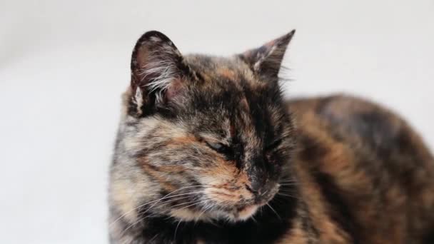 Close-up of a sleepy tortoiseshell cat lying down and adjusting itself. — Stock Video