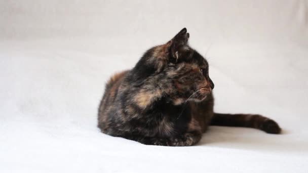 Bored and nonchalant tortoiseshell cat lying down and looking disinterested, with white background. — Stock Video