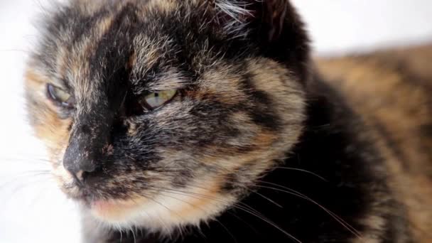 Macro of tortoiseshell cat face slowly looking and staring at camera. — Stock Video