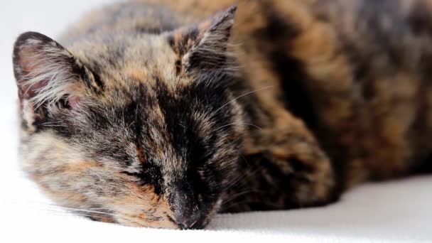Close-up of face of a relaxed tortoiseshell senior cat lying down and sleeping. — Stock Video