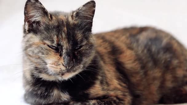 Close up of beautiful and sleepy tortoiseshell senior cat opening eyes and looking around while purring. — Stock Video