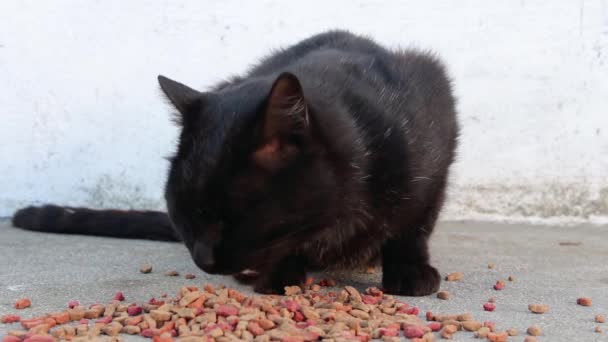 Närbild på stackars herrelösa svart katt som äter torrfoder direkt från marken, utomhus. — Stockvideo