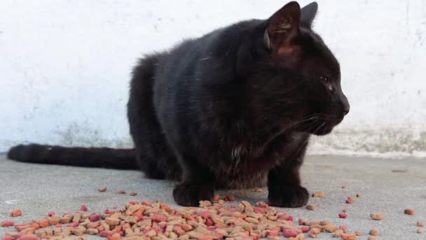 Close up van voorzichtig zwarte zwerfkat rondkijken, snuiven droog voedsel op de grond en verlaten zonder eten. — Stockvideo