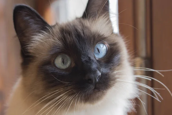 Close up of face of beautiful siamese cat with expressive blue eyes. Cute little cat lose and long white whiskers. — Stock Photo, Image