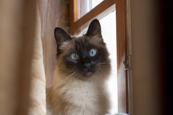 Adorable siamese cat with perfectly round blue eyes looking surprised and intrigued, next to rustic wooden window.
