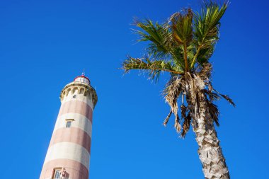 Praia da Barra fenerinin düşük açılı fotoğrafı, palmiye ağacının yanında. Gün boyunca açık mavi gökyüzü.