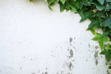 Rustik ve hasarlı beyaz duvar yarısı Common Ivy ile kaplı. Hedera sarmal, İngiliz sarmaşık veya Avrupa sarmaşık olarak da bilinir.