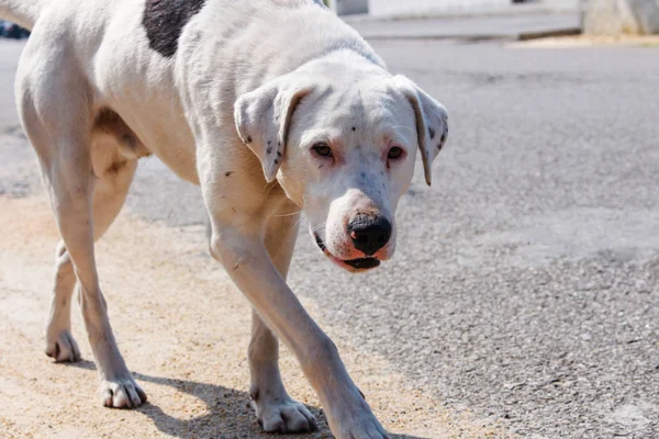 Yaralı burnu ve kameraya bakan nazik gözleri ile üzgün ve korkmuş beyaz it. Kopya alanı ile sokak köpeği fotoğrafı.