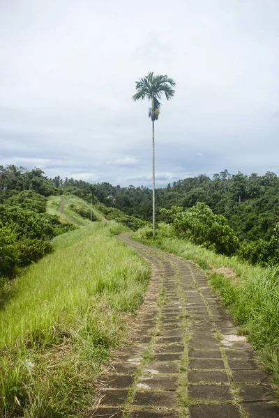 Beautiful view of the single palm tree and the empty cobblestone path of Campuhan Ridge Walk sacred trail. Убуд, Бали — стоковое фото
