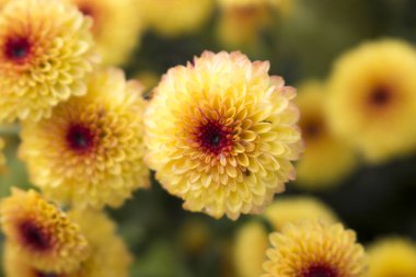 Merkezi su damlaları ile tam Bloom tek Lollipop sarı Krizsanthemum çiçek yakın. Bulanık arka plan.