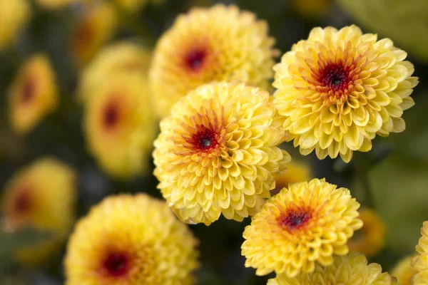 Macro of Lollipop Yellow Chrysanthemums in full bloom with water drops in center from morning dew. Blurry background. Stock Picture