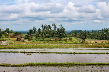 Pirinç tarlaları ve palmiye ağaçları ile kırsal Bali tipik bir manzara. Jatiluwih, Endonezya dramatik bulutlu gökyüzü.