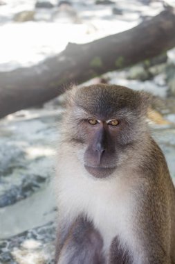 Tayland makak phi Phi Don, Tayland Monkey Beach kum oturan, ciddi bir ifade ile kameraya doğrudan bakıyor