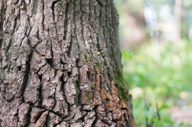 Oak meşe ormanında. Kabuk! Bütün bir gezegen yaşlı bir ağaç..