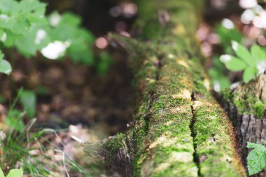 Oak meşe ormanında. Kabuk! Bütün bir gezegen yaşlı bir ağaç..