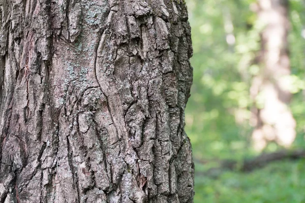 Oak in oak forest. Bark! An old tree is a whole planet.
