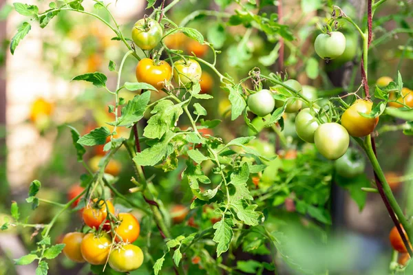 顔を赤らめトマト トマトのクラスターは 温室で育ちます 枝にケチャップ — ストック写真