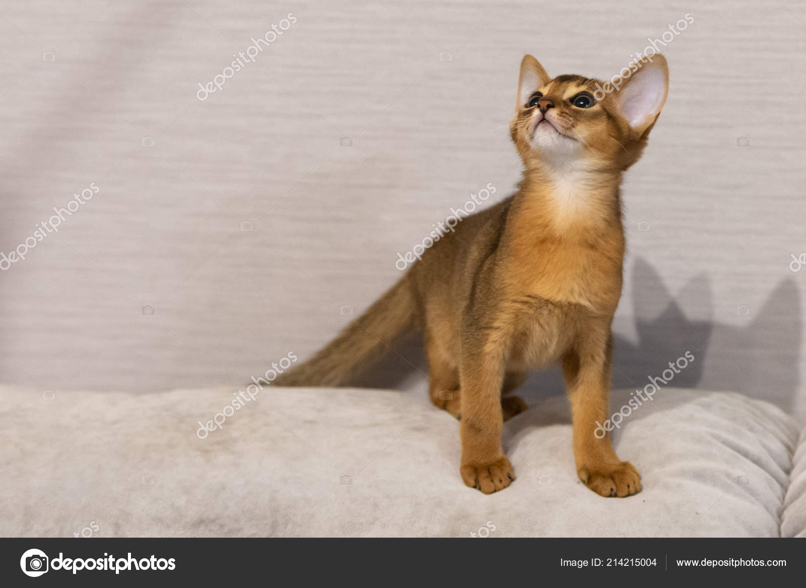 pharaoh cat breed