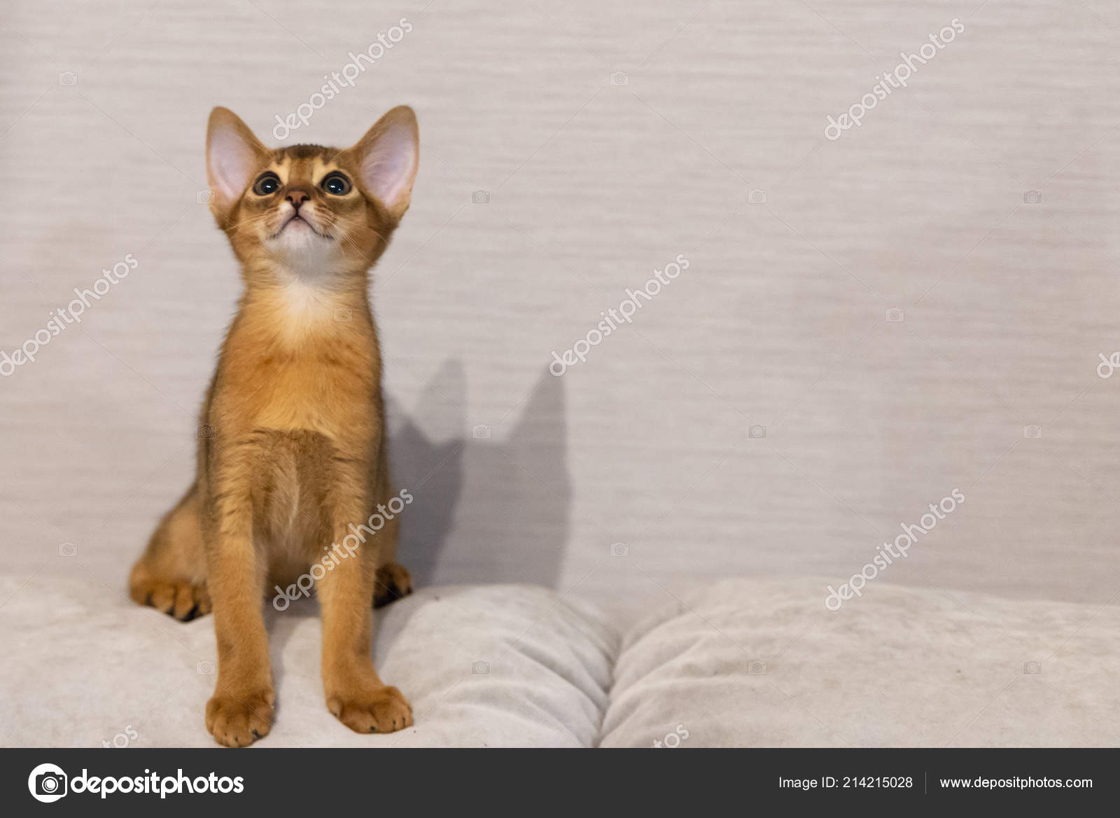 pharaoh cat breed