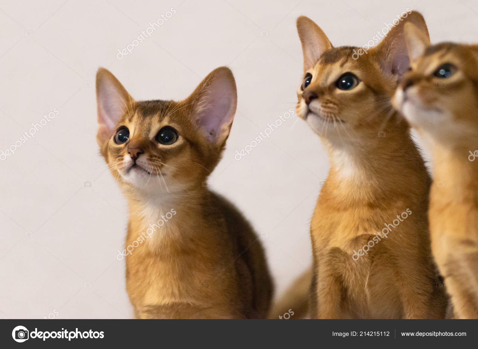 pharaoh cat breed