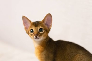 Habeş yavru kedi. Eski kedi doğurmak. Mısır Firavunlar sık. Abyssinia (Etiyopya ülke onuruna).